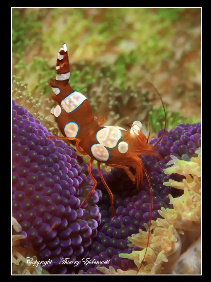 Anilao Macro Dive Media Highlight